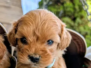 Cavapoo dogs for sale: Cookie - Ad 4