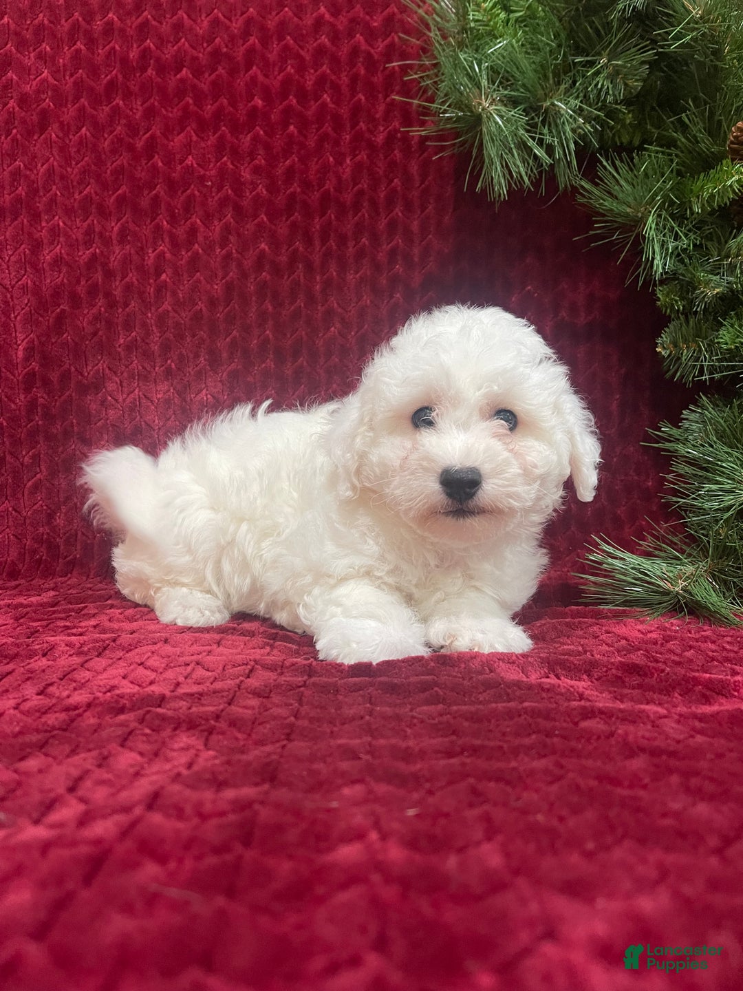 Bichon Frise dogs for sale: Rocket - Ad 4
