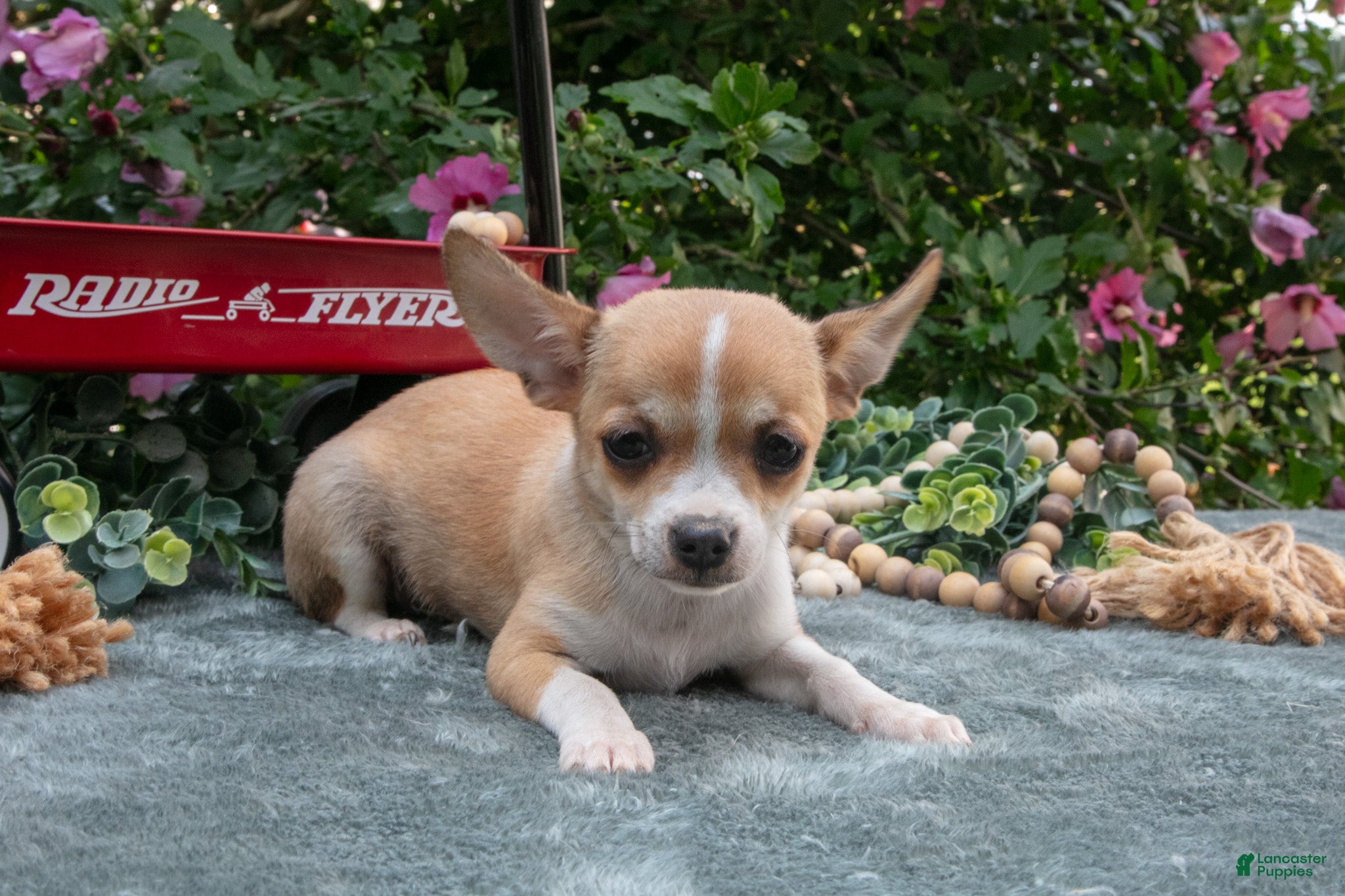Chihuahua dogs Nora - Ad 1