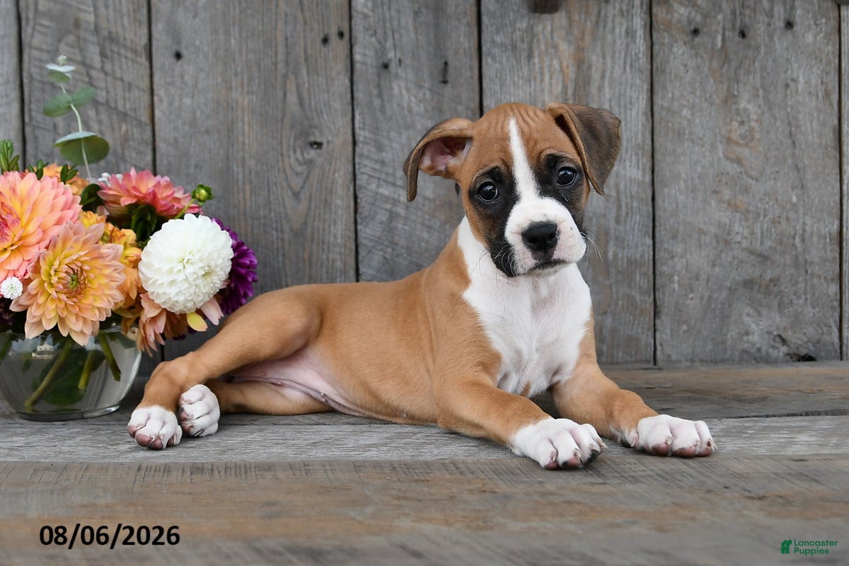 Boxer dogs Chloe - Ad 2