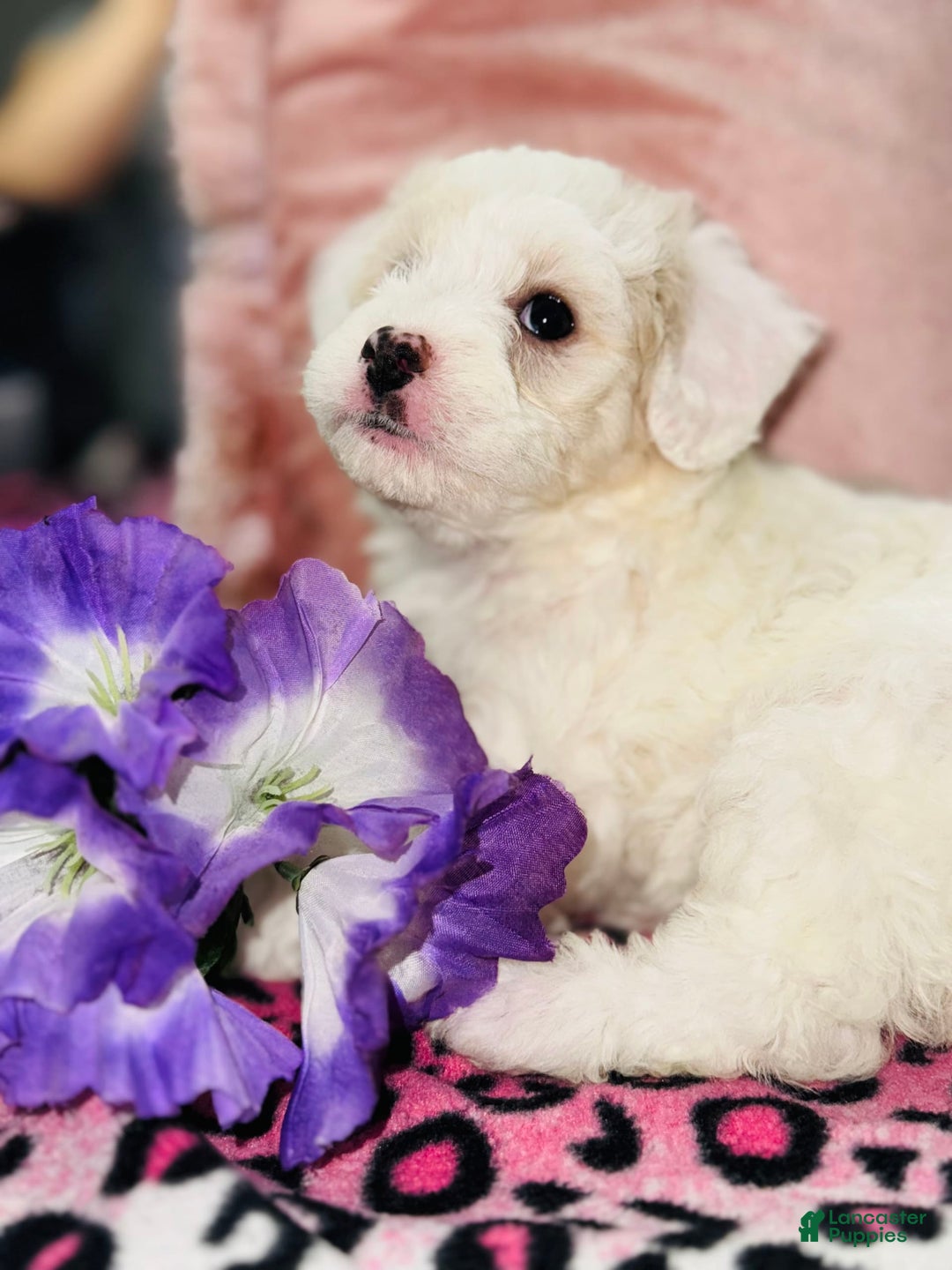 Maltipoo dogs for sale: Princess - Ad 2