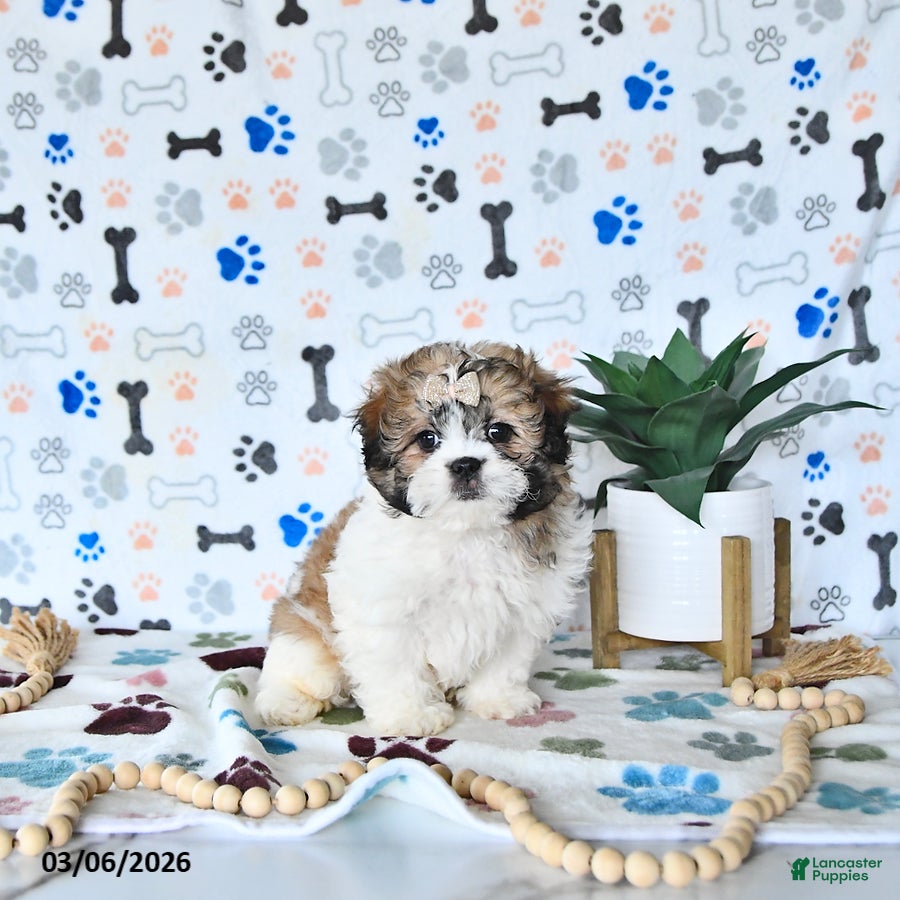 Shihpoo dogs Bella   - Ad 1