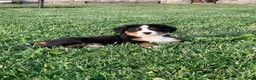 Bernese Mountain Dog dogs for sale: North - Ad 3