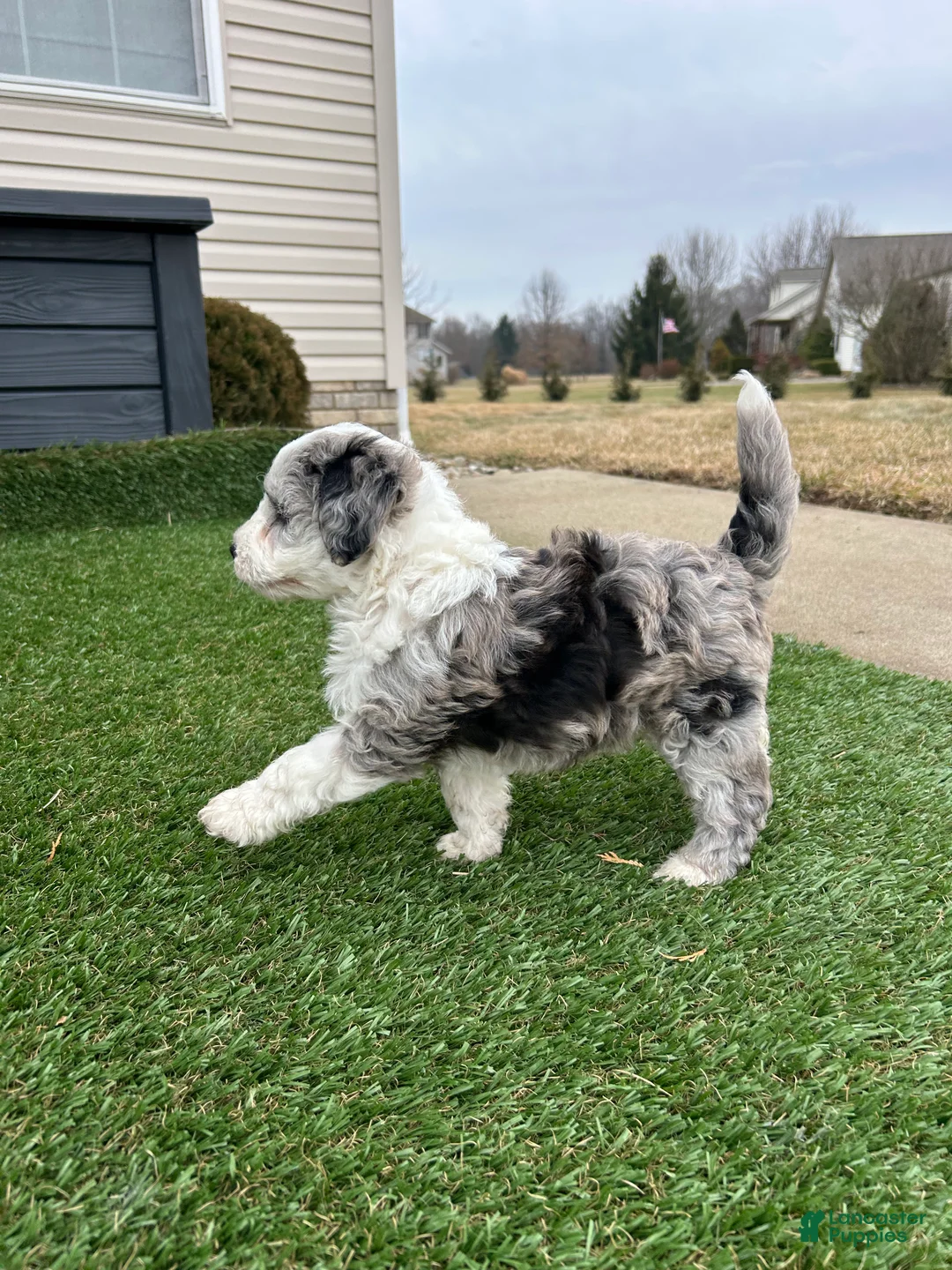 Mixed Breed dogs for sale: Ricky - Ad 4