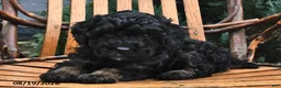 Miniature Poodle dogs for sale: Raine  - Ad 1