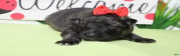 Keeshond dogs for sale: Thelma  - Ad 7