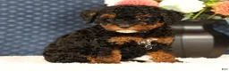 Havapoo dogs for sale: Doogie - Ad 3