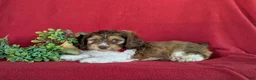 Cockapoo dogs for sale: Farley - Ad 4