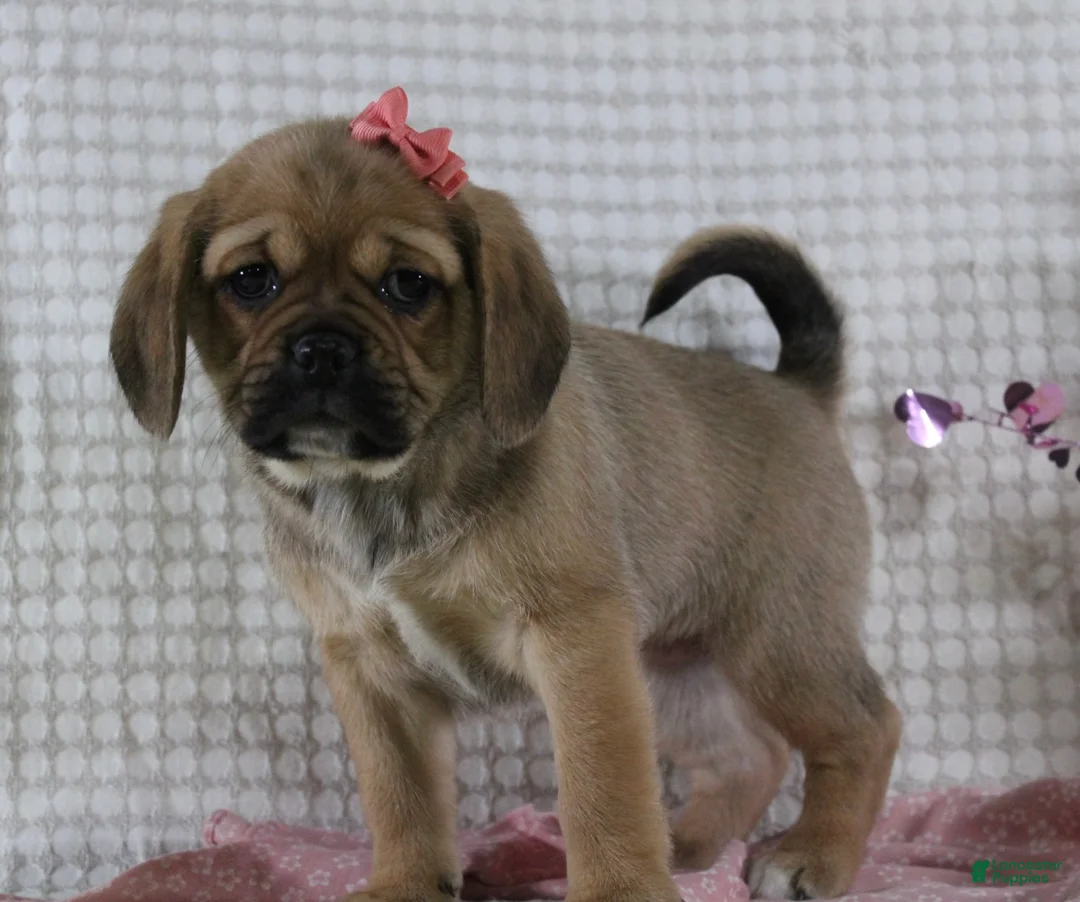 Puggle dogs for sale: Gretchen - Ad 4