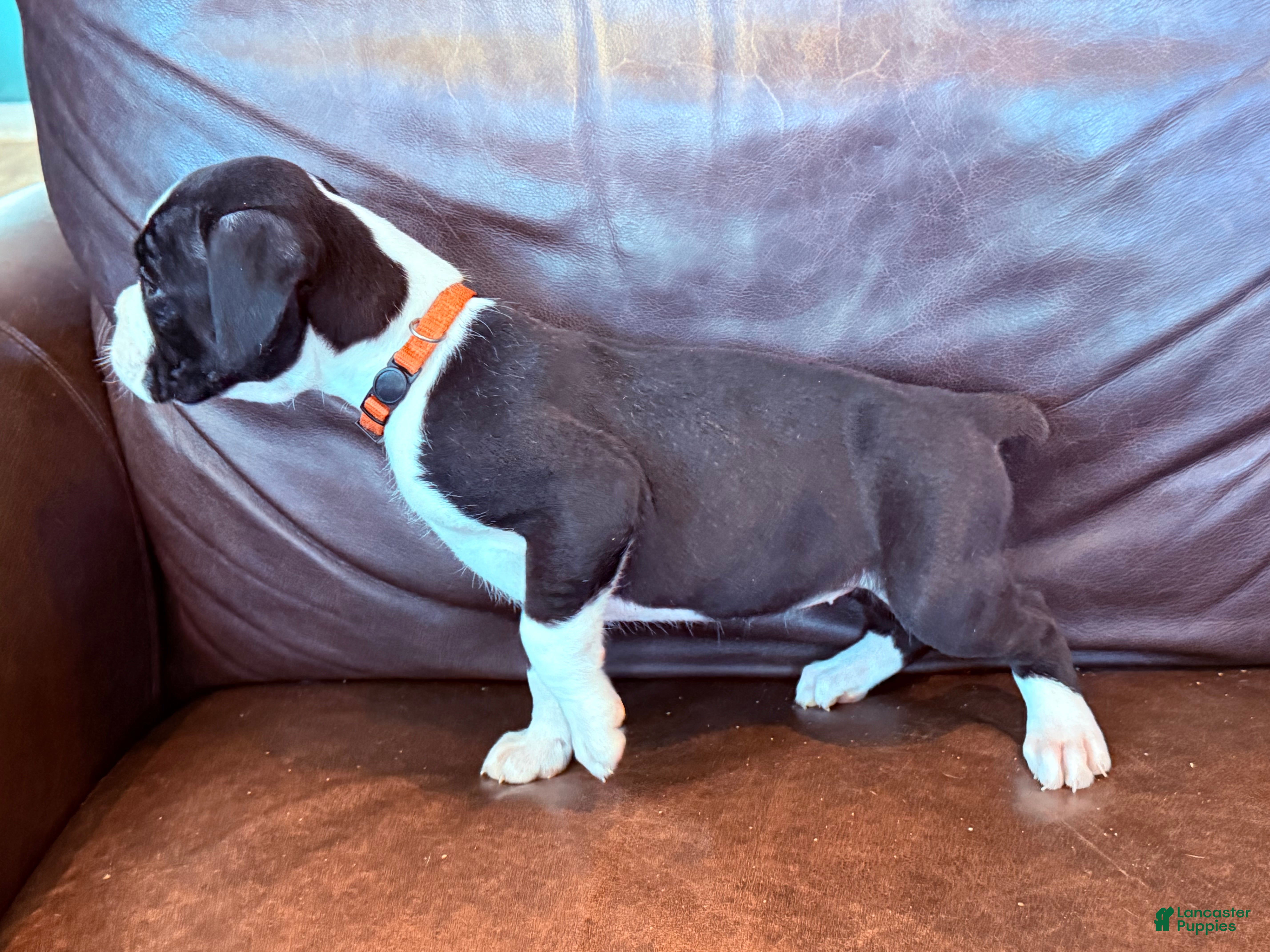 Boxer dogs Minnie - Ad 2