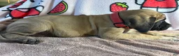 English Mastiff dogs for sale: Mae (Red) - Ad 3