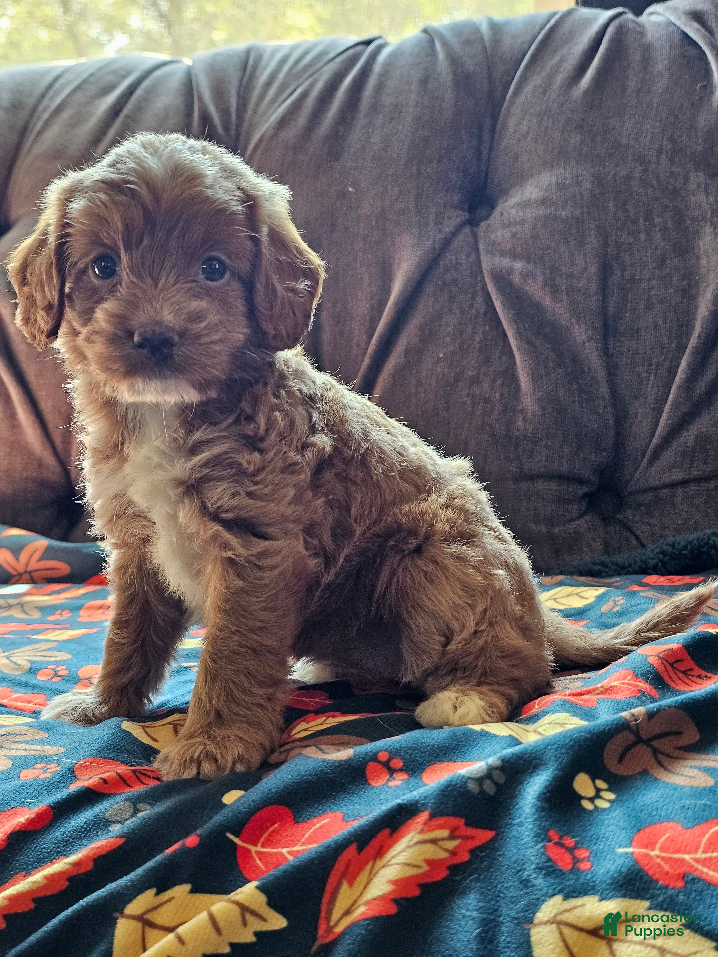 Cavapoo dogs Cavapoo 6 - Ad 2