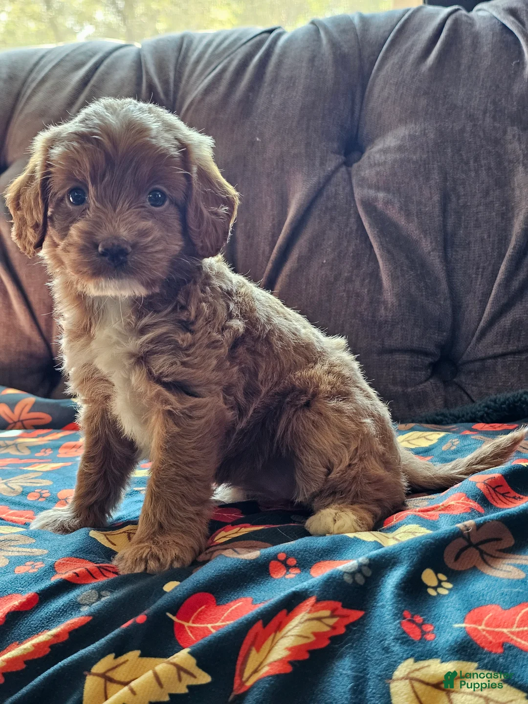 Cavapoo dogs for sale: Cavapoo 6 - Ad 2