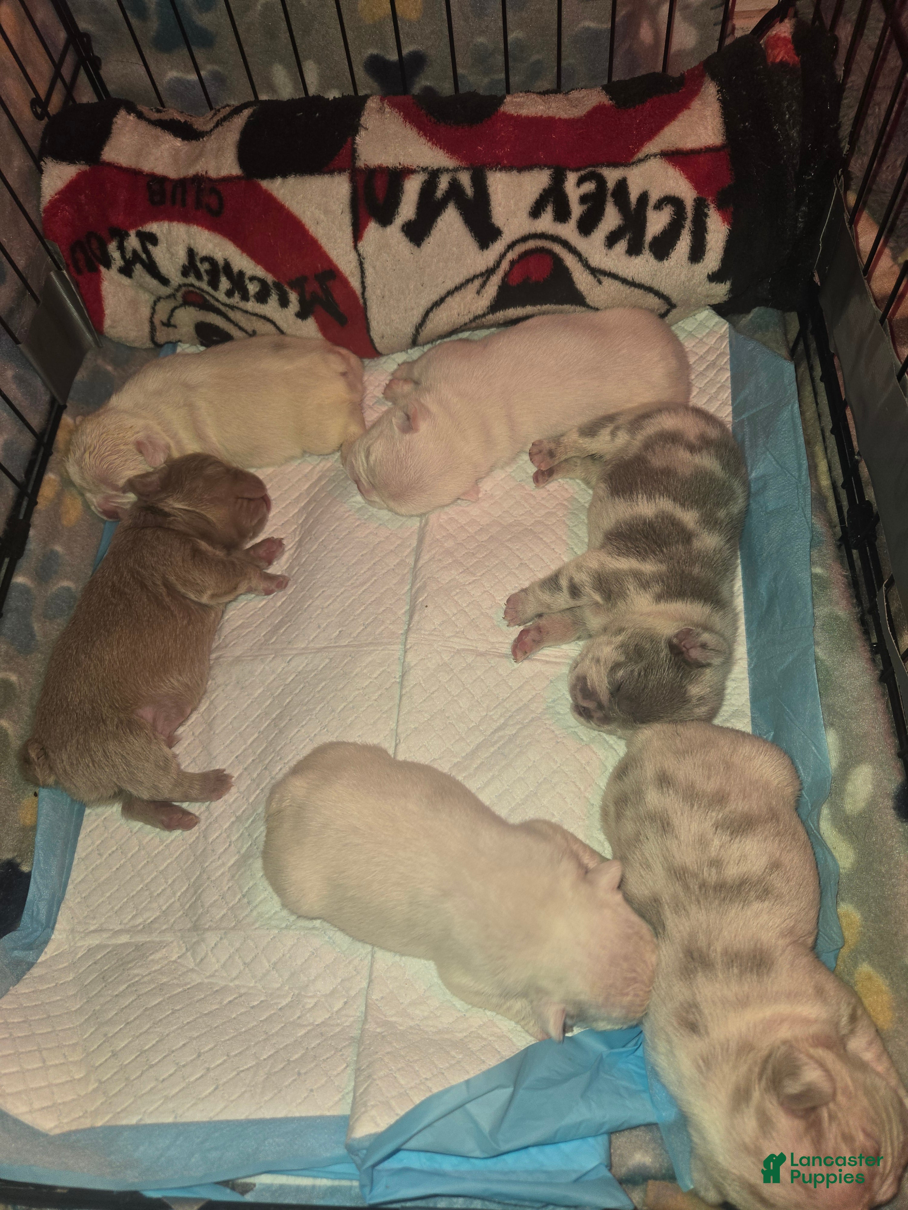 French Bulldog dogs French Bulldog Puppy 1 - Ad 19