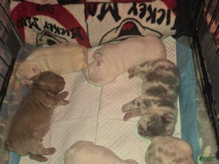 French Bulldog dogs French Bulldog Puppy 3 - Ad 22