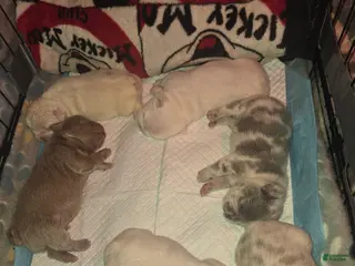 French Bulldog dogs French Bulldog Puppy 6 - Ad 23