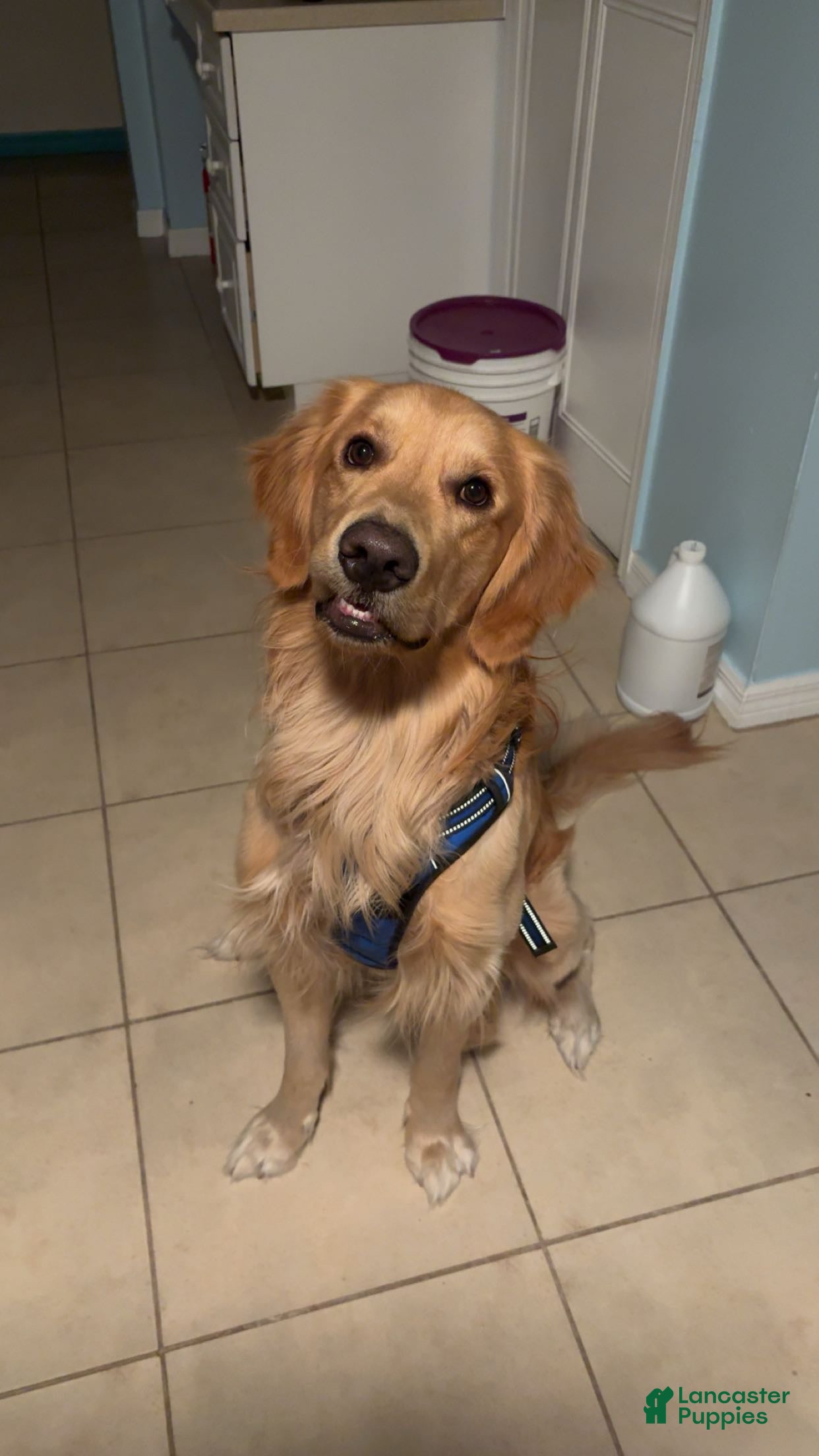 Golden Retriever dogs Golden Retriever Puppy 1 - Ad 1