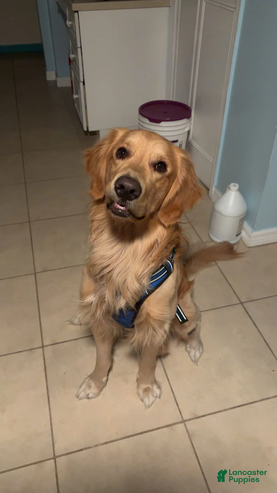 Golden Retriever dogs for sale: Golden Retriever Puppy 1 - Ad 1