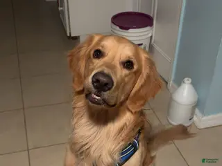 Golden Retriever dogs Golden Retriever Puppy 1 - Ad 1