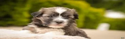 Havanese dogs for sale: Tara Havanese Puppy  - Ad 2