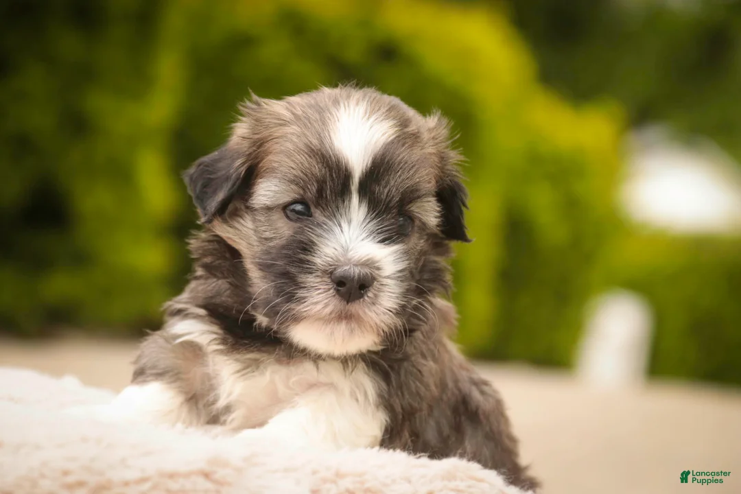 Havanese dogs for sale: Tara Havanese Puppy  - Ad 2