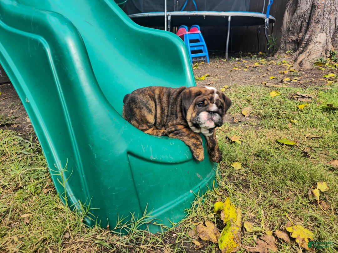 English Bulldog dogs for sale: Lucy - Ad 1