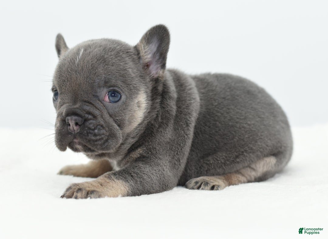 Mixed Breed dogs for sale: Queen lilac tricolor  - Ad 7