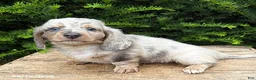 Dachshund dogs for sale: Jax - Ad 3