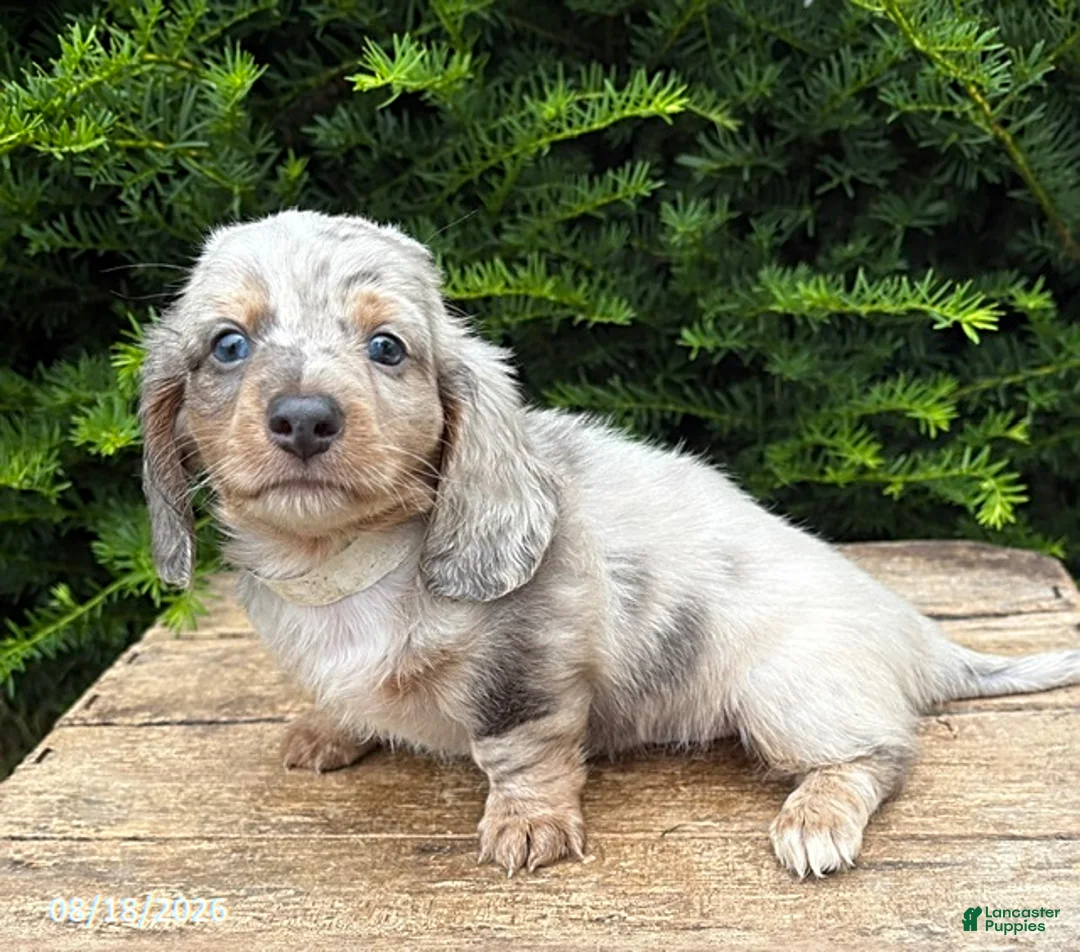 Dachshund dogs for sale: Jax - Ad 3