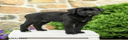 Cane Corso dogs for sale: Camilla - Ad 3