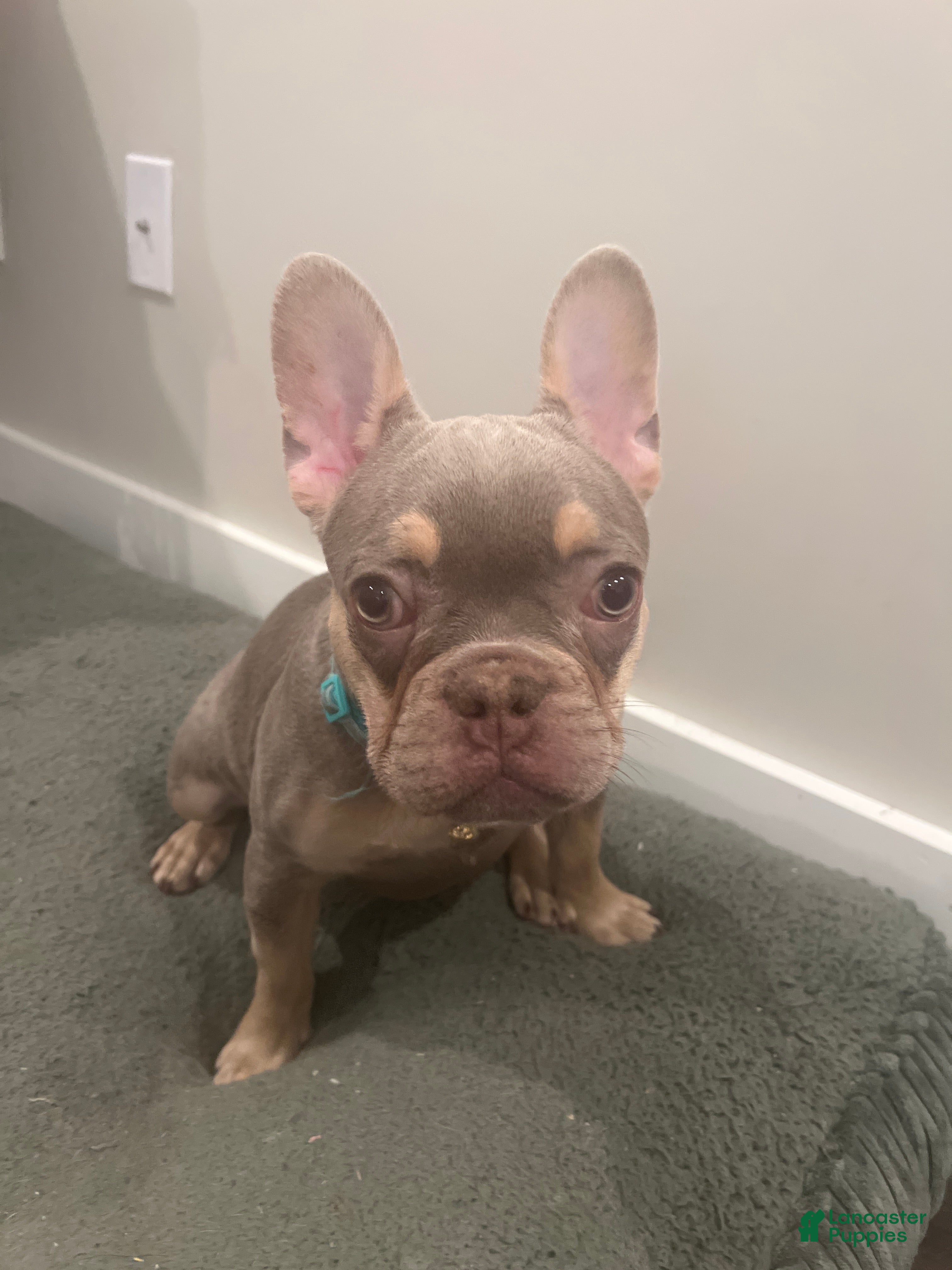 French Bulldog dogs French Bulldog Puppy 5/ Ocean - Ad 9