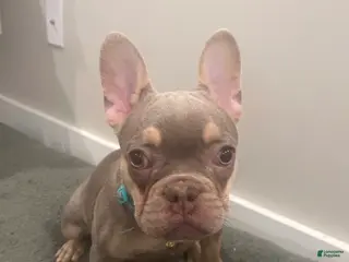 French Bulldog dogs French Bulldog Puppy 5/ Ocean - Ad 9