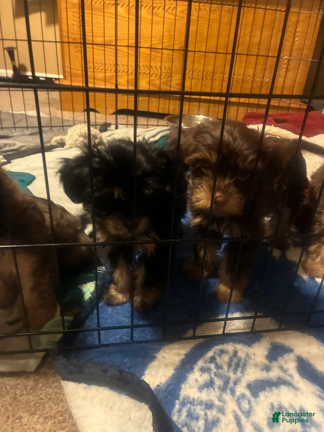 Yorkiepoo dogs for sale: Yorkiepoo Puppy 3 - Ad 6