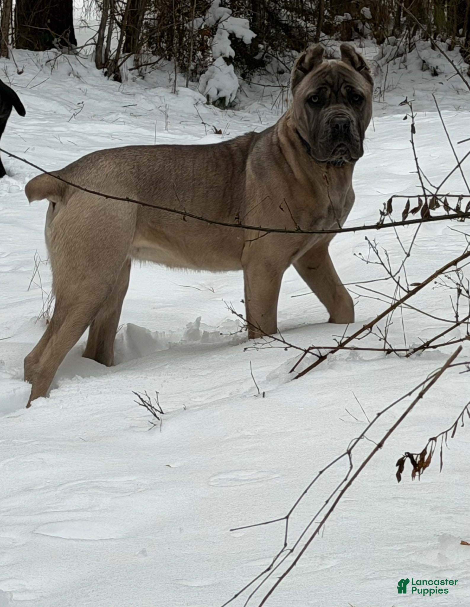 Cane Corso dogs Nova - Ad 1