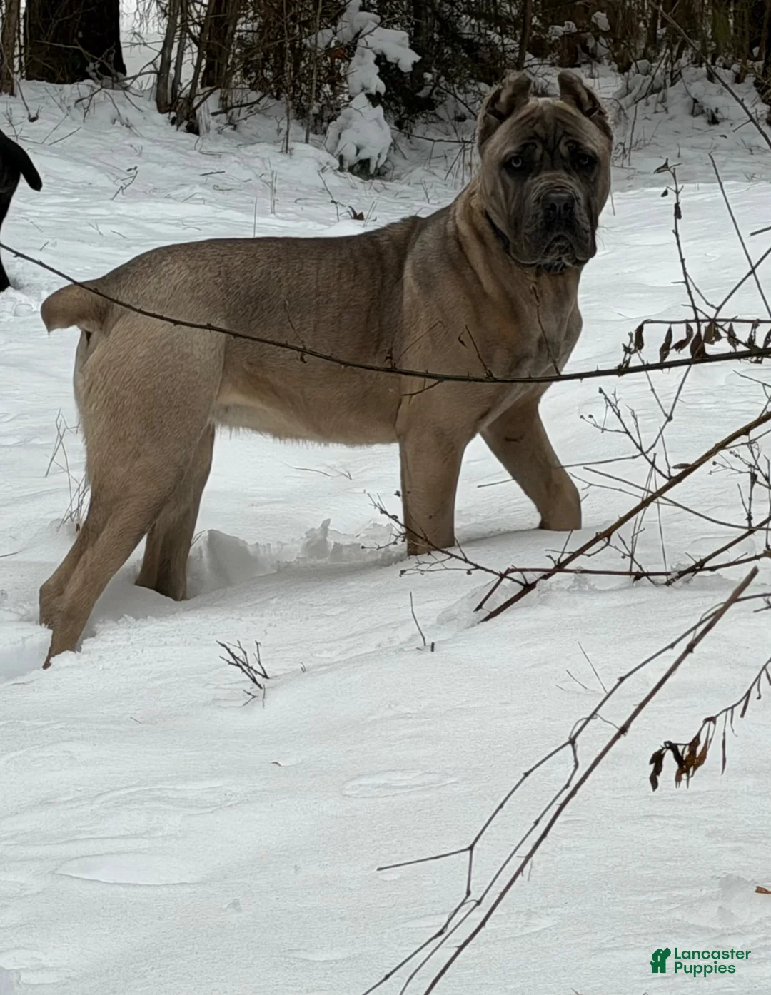 Cane Corso dogs for sale: Nova - Ad 1