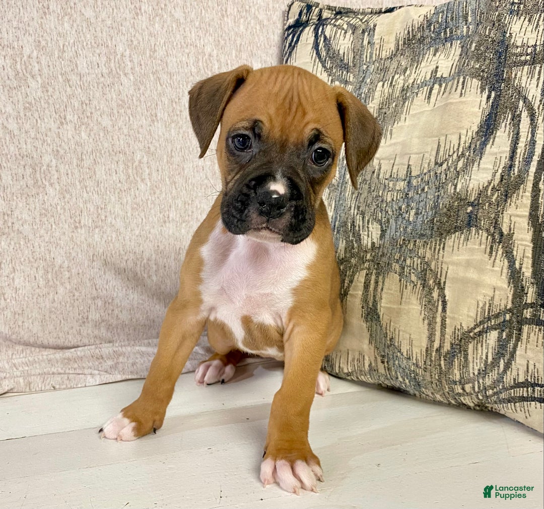 Boxer dogs for sale: Hope - Ad 4