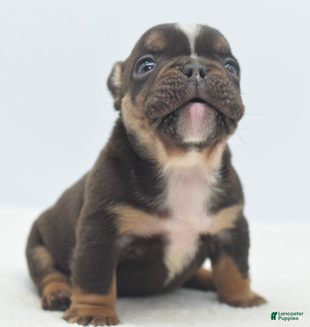 Mixed Breed dogs for sale: Kong micro bully hybrid  - Ad 4