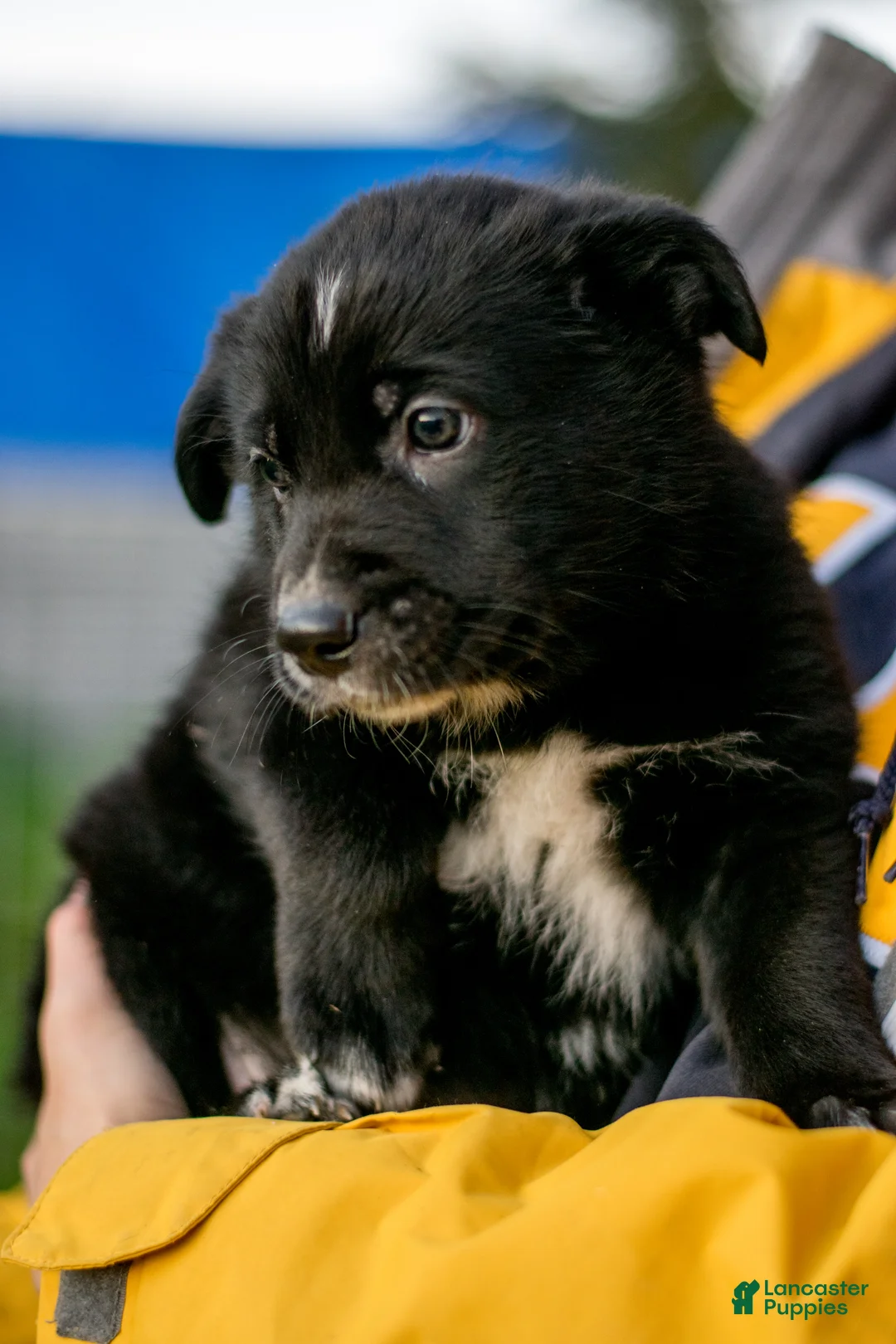 Mixed Breed dogs for sale: Mixed Breed Puppy 6 - Ad 1