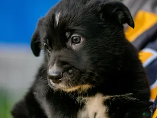 Mixed Breed dogs Mixed Breed Puppy 6 - Ad 27