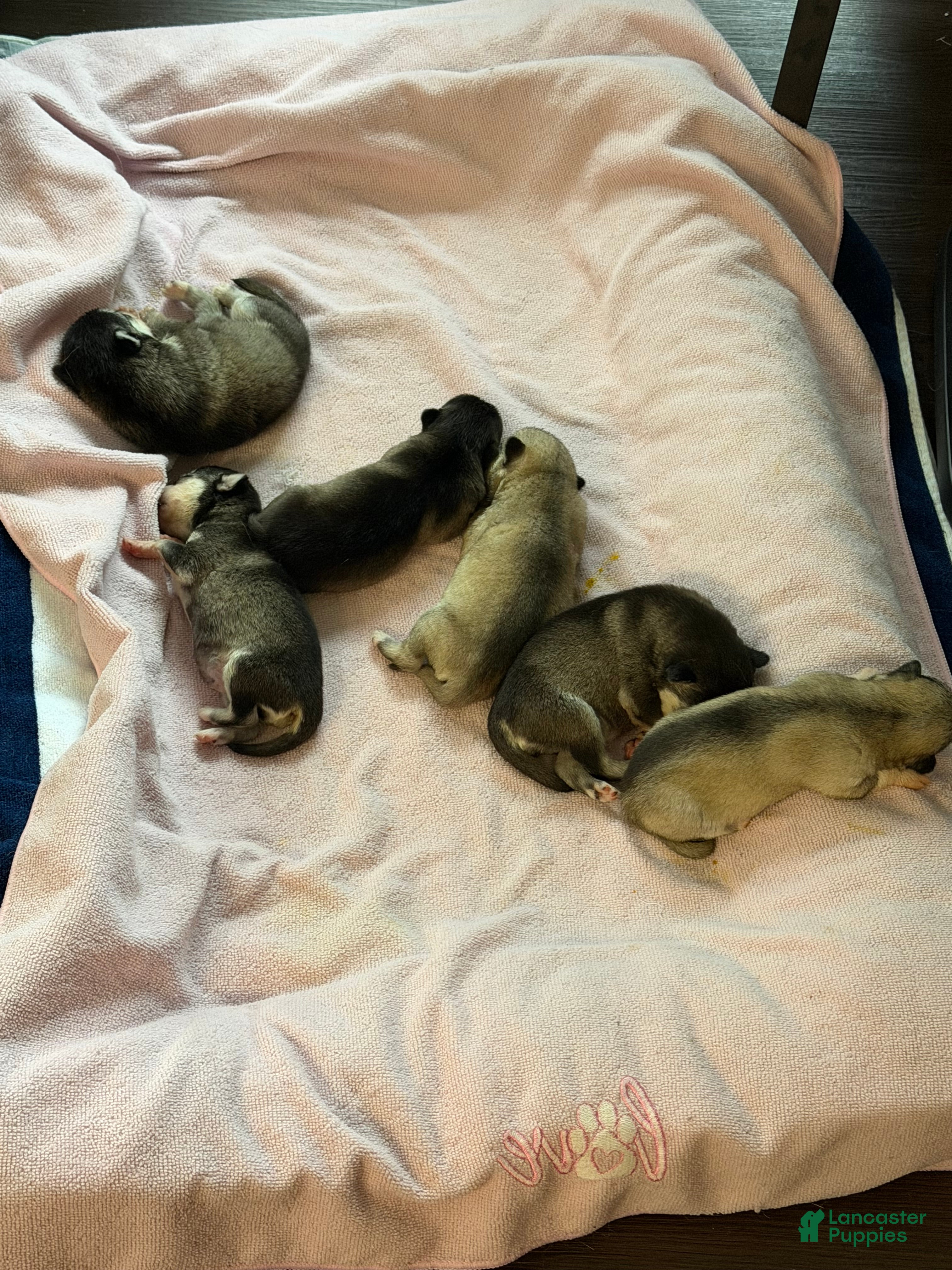 Alaskan Klee Kai