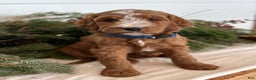 Irish Doodle dogs for sale: Theodore  - Ad 12