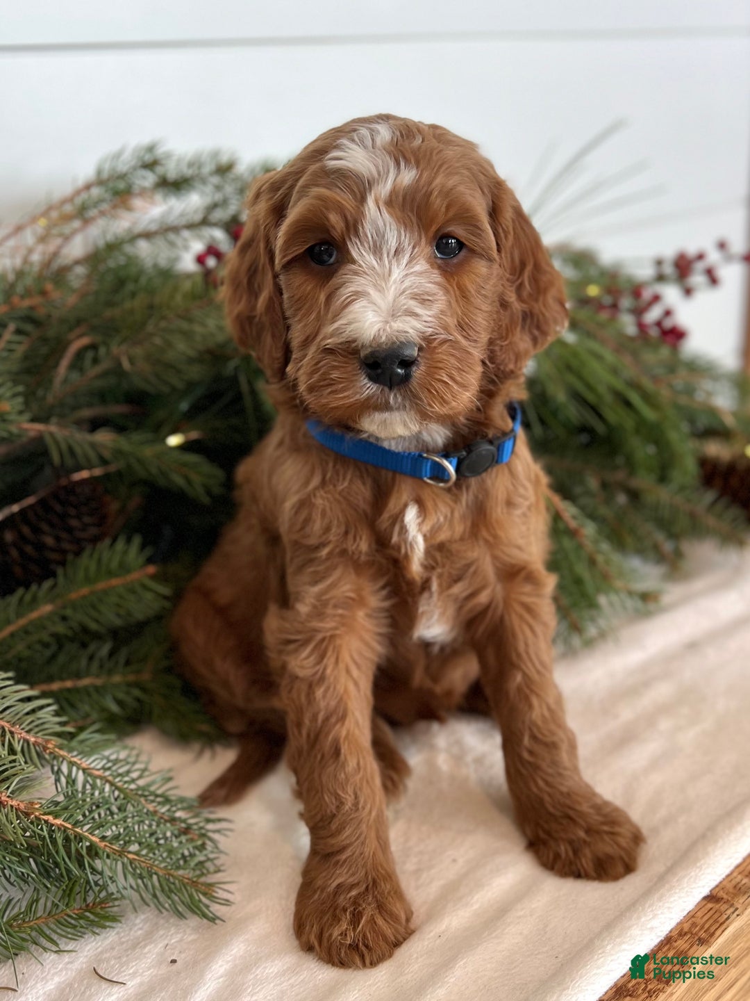 Irish Doodle dogs for sale: Theodore  - Ad 12