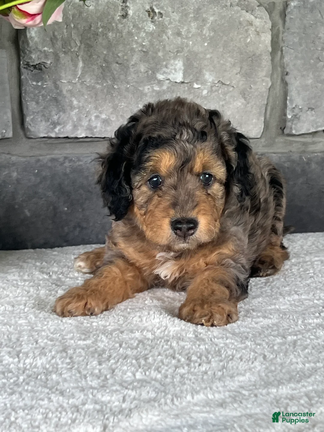 Mini Goldendoodle dogs for sale: Maple Mini Goldendoodle Puppy  - Ad 2