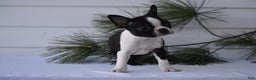 Boston Terrier dogs for sale: Rocket - Ad 4
