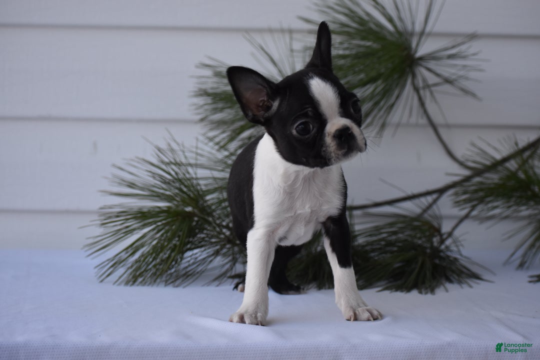 Boston Terrier dogs for sale: Rocket - Ad 4
