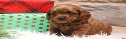 Cavapoo dogs for sale: Patches - Ad 1