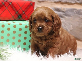 Cavapoo dogs Patches - Ad 22