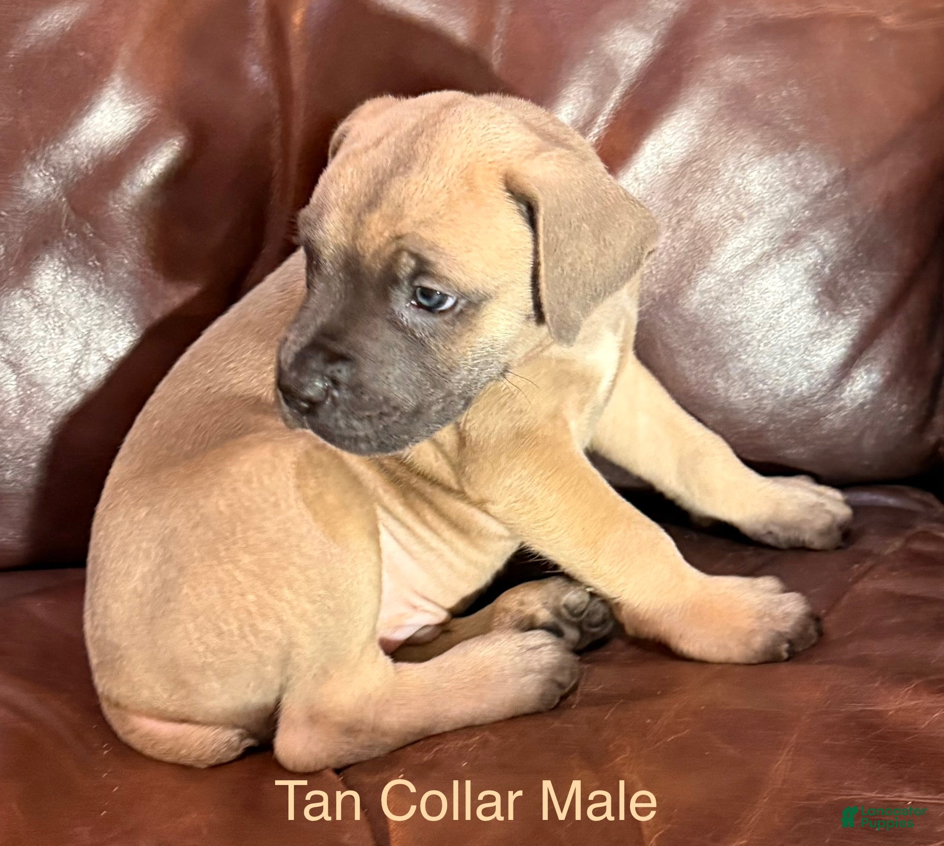 Cane Corso dogs Tan Collar M Cane Corso Puppy - Ad 25