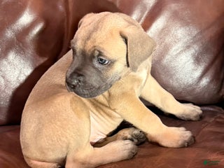 Cane Corso dogs Tan Collar M Cane Corso Puppy - Ad 32