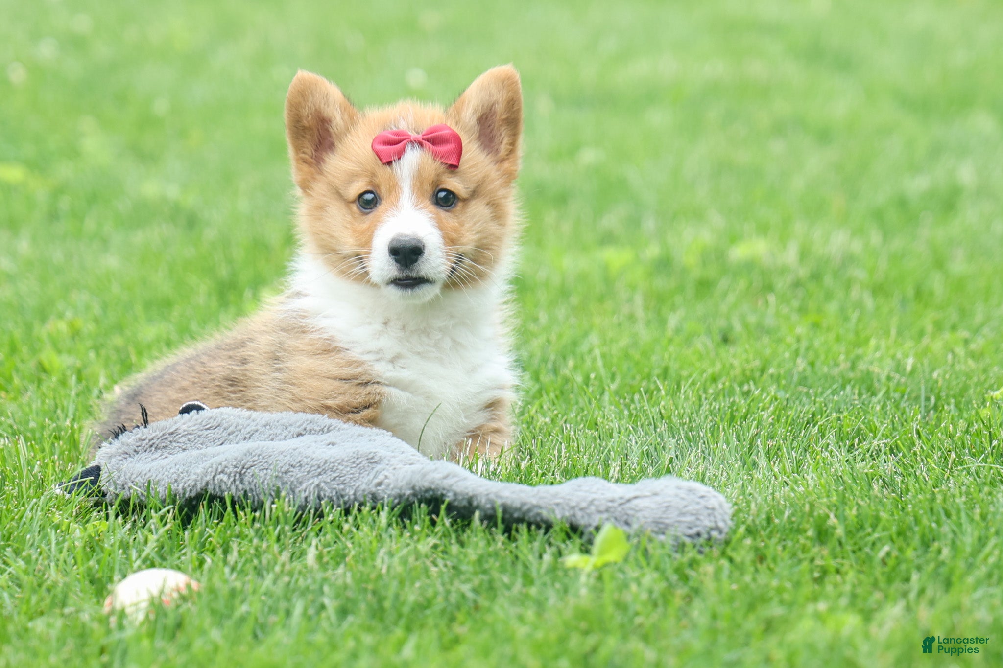 Welsh Corgi Pembroke dogs Legend  - Ad 2